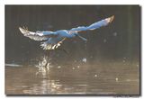 Lepelaar - Spoonbill