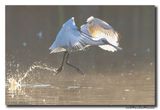 Lepelaar - Spoonbill