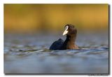 Meerkoet - Coot