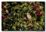 Tjiftjaf - Common Chiffchaff