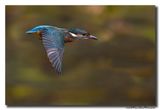 Ijsvogel - Kingfisher