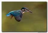 Ijsvogel - Kingfisher