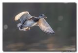 Krakeend - Gadwall