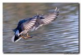Krakeend - Gadwall