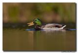 Wilde Eend - Mallard