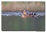 Wilde Eend - Mallard