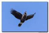 Notenkraker-Spotted Nutcracker