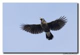 Notenkraker-Spotted Nutcracker