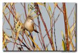 Baardman - Bearded Reedling