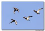 Tafeleend - Pochard