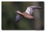 Wilde Eend - Mallard
