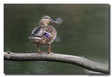 Wilde Eend - Mallard