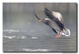 Grauwe Gans - Greylag Goose
