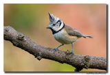 Kuifmees - Crested Tit
