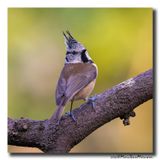 Kuifmees - Crested Tit