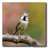 Kuifmees - Crested Tit