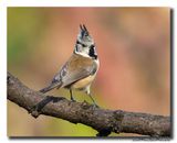 Kuifmees - Crested Tit