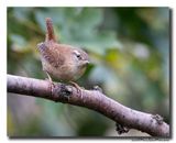 Winterkoning - Eurasian Wren