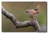 Winterkoning - Eurasian Wren