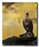 Aalscholver - Great Cormorant