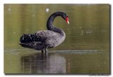 Zwarte Zwaan - Black Swan