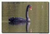 Zwarte Zwaan - Black Swan