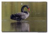Zwarte Zwaan - Black Swan