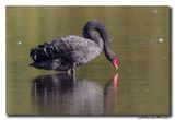 Zwarte Zwaan - Black Swan