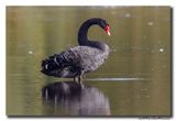 Zwarte Zwaan - Black Swan