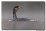 Aalscholver - Great Cormorant