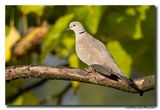Turkse Tortel - Collared Dove