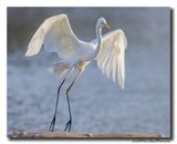 20241016-Grote-Zilverreiger_16102024_Retie__A0A7737-CR3.jpg
