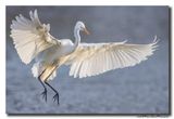 Grote Zilverreiger - Great Egret