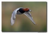 Tafeleend - Pochard