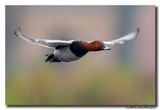 Tafeleend - Pochard