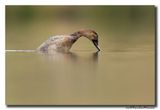 Tafeleend - Pochard