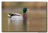 Wilde Eend - Mallard