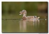 Wilde Eend - Mallard