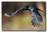 Zwarte Kraai - Carrion Crow