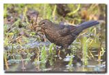 Merel - Blackbird