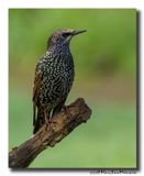 Spreeuw - Starling