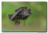 Spreeuw - Starling