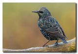 Spreeuw - Starling