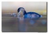 Dodaars - Little Grebe