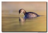 Dodaars - Little Grebe