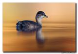 Dodaars - Little Grebe