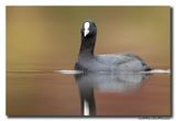 Meerkoet - Coot