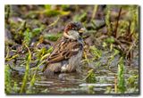 Huismus - House Sparrow
