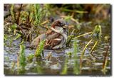 Huismus - House Sparrow