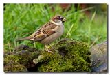 Huismus - House Sparrow
